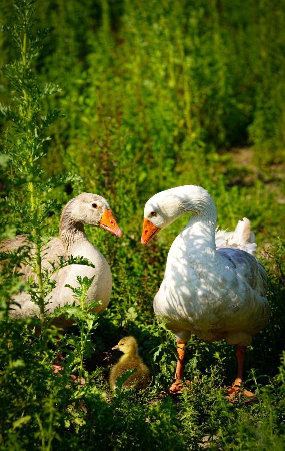 Arca Dos Animais - Farming & Spa Castelo Branco  Zewnętrze zdjęcie