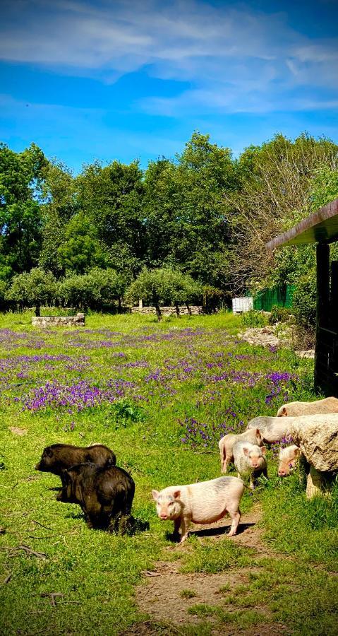 Arca Dos Animais - Farming & Spa Castelo Branco  Zewnętrze zdjęcie