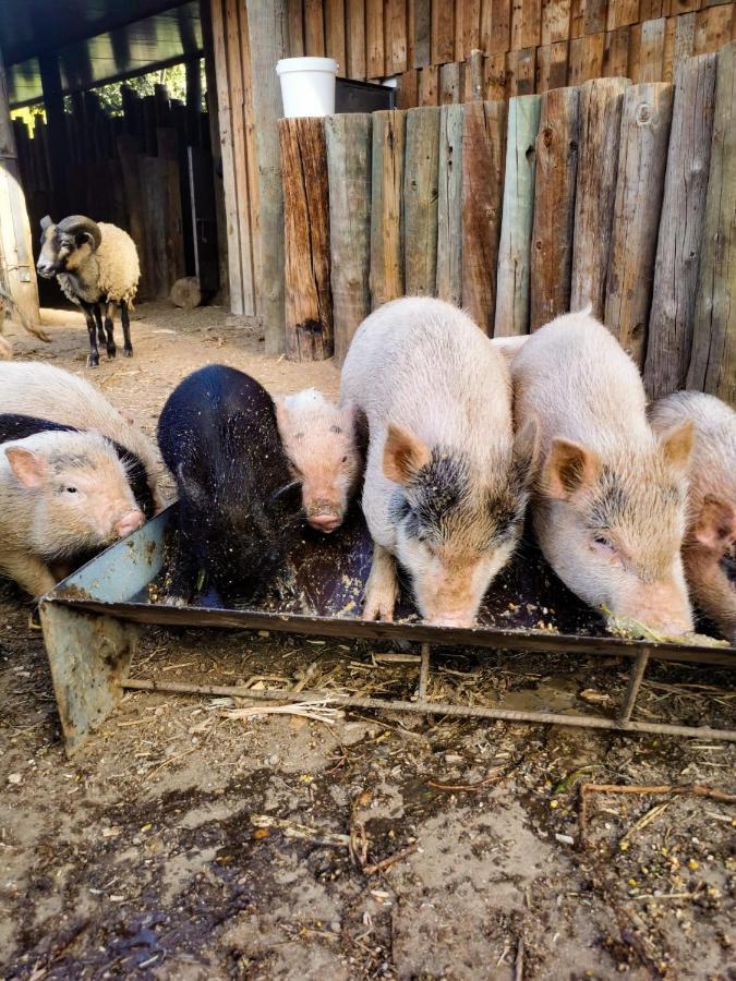 Arca Dos Animais - Farming & Spa Castelo Branco  Zewnętrze zdjęcie