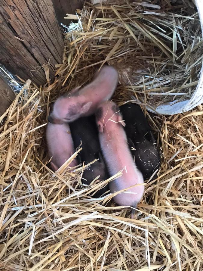 Arca Dos Animais - Farming & Spa Castelo Branco  Zewnętrze zdjęcie