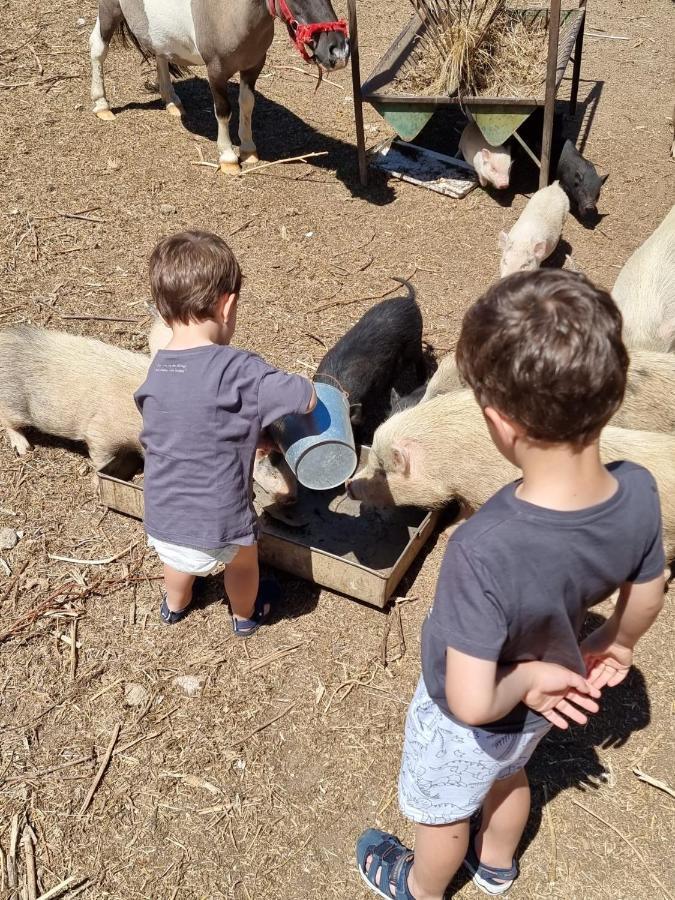 Arca Dos Animais - Farming & Spa Castelo Branco  Zewnętrze zdjęcie